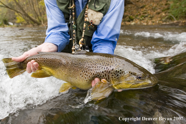 Close-up of nice brown trout.