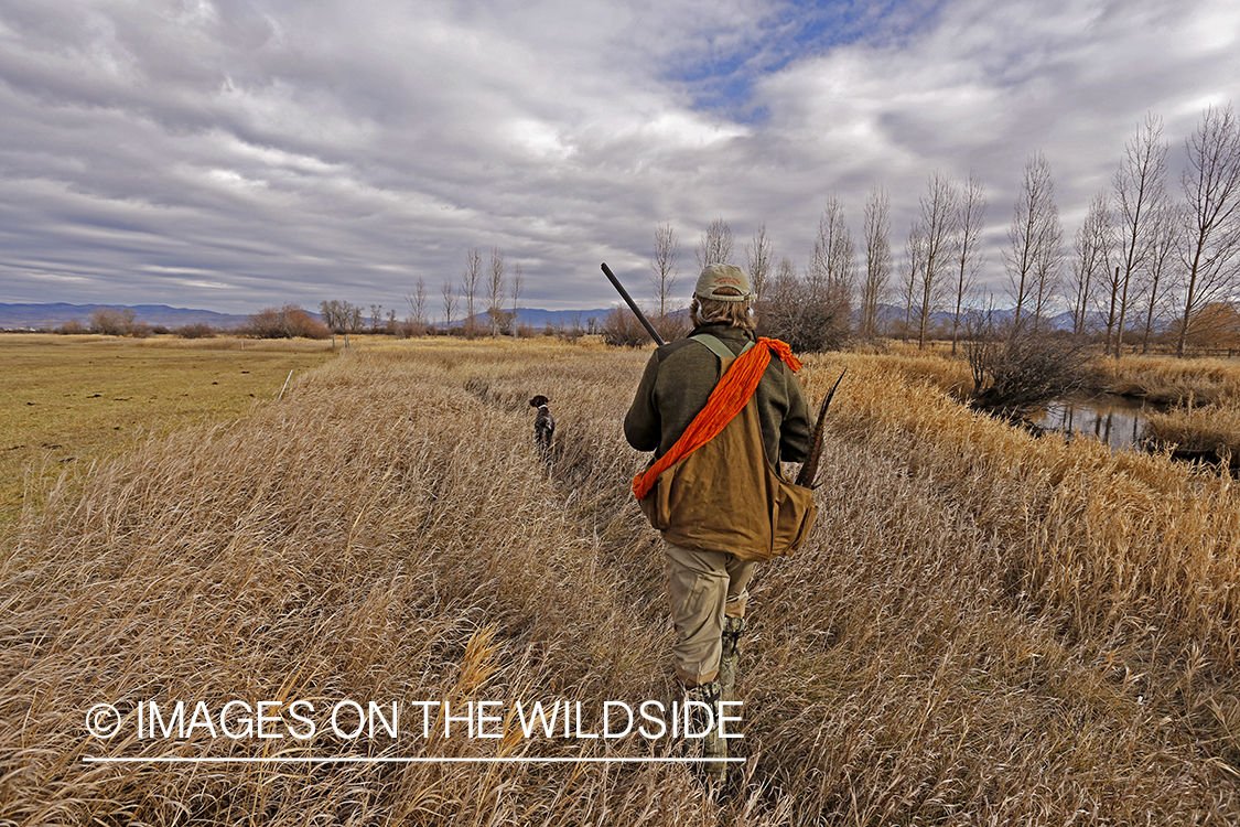 Pheasant hunter in field. 