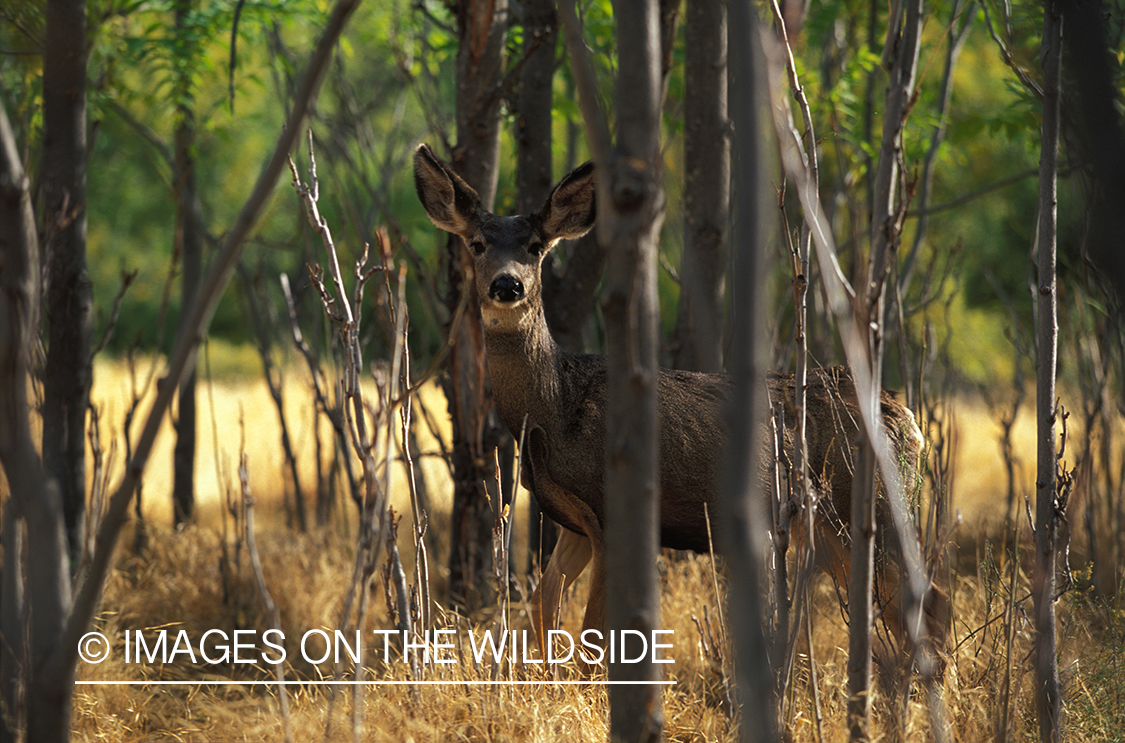 Mule deer in habitat.