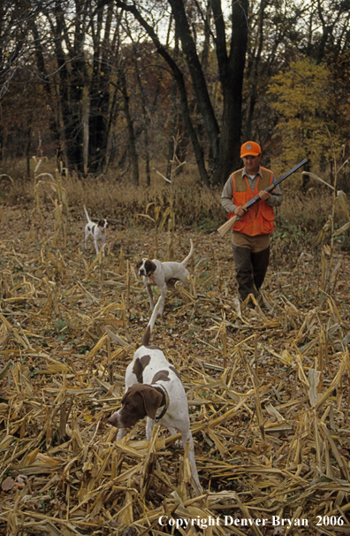 Upland game bird hunter with dogs hunting.
