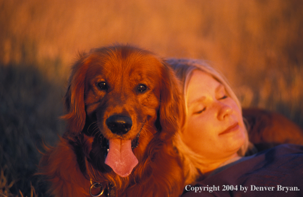 Golden Retriever resting with owner.
