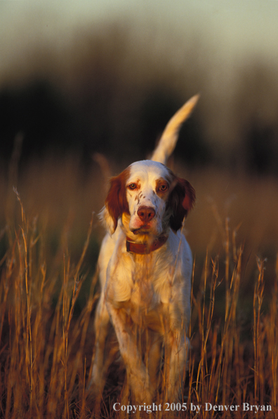 English Setter.
