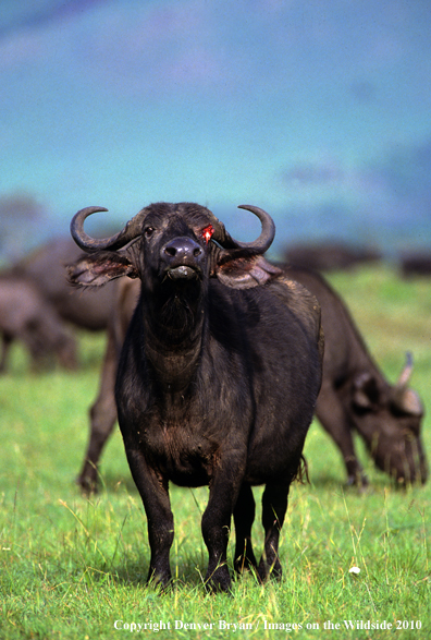 Cape Buffalo with gouged out eye