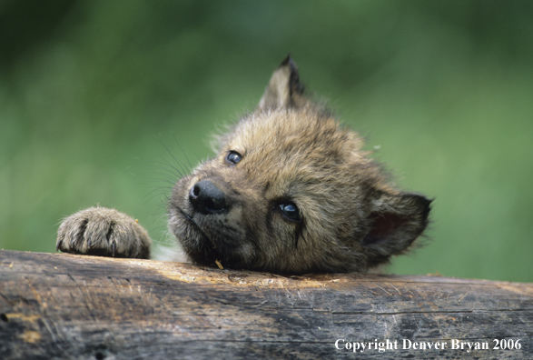 Gray wolf pup in habitat.