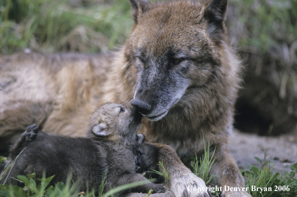 Gray wolf pup with adult wolf.