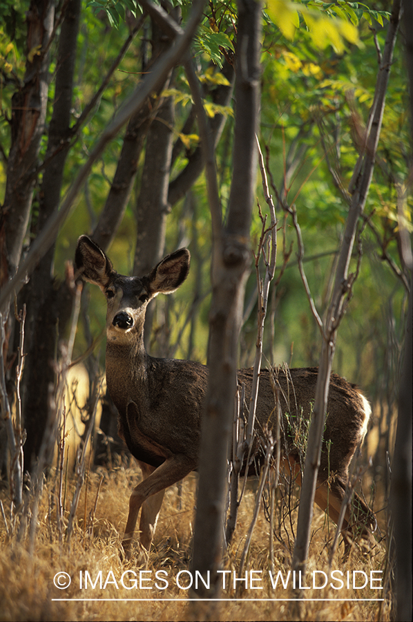 Mule deer in habitat.