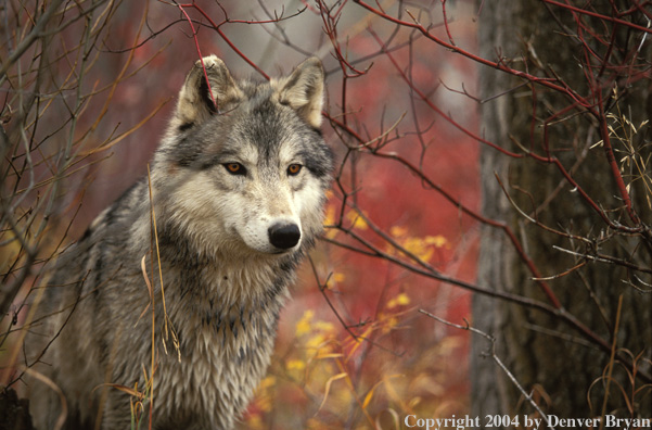 Gray wolf in habitat.