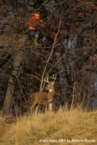Hunter in treestand aiming at white-tailed deer.