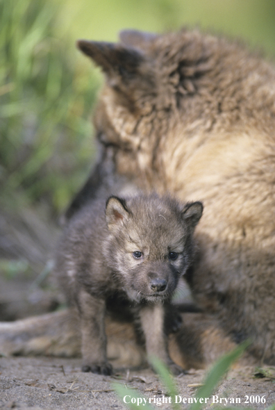 Gray wolf pup with adult wolf.