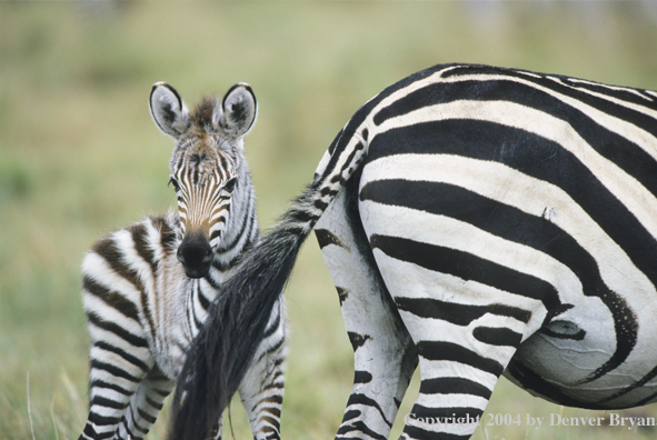 Burchell's zebra with young.