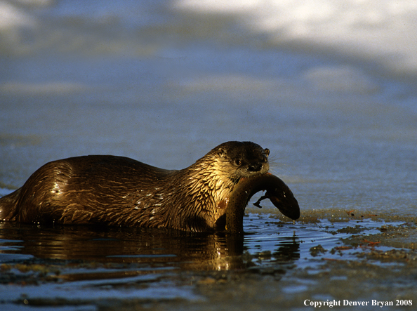 River Otter in habitat