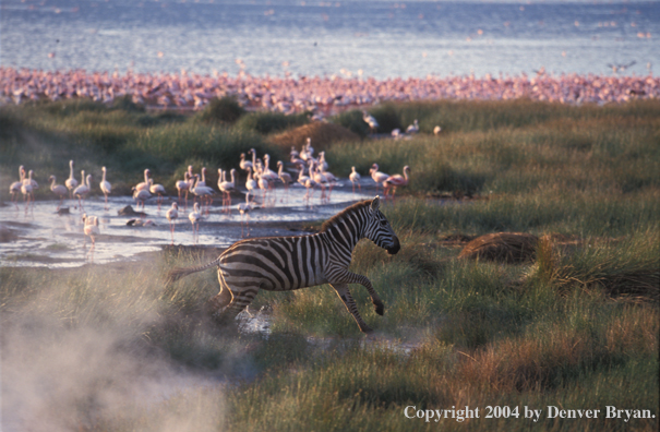 Burchell's zebra at lake Bogoria in North Kenya.  Flamingos on shore line.  Africa.