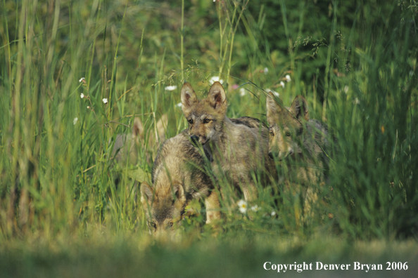 Gray wolf pups in habitat.