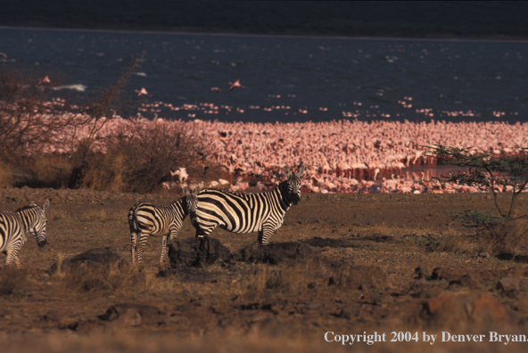 Burchell's zebra at lake Bogoria in North Kenya.  Flamingos on shore line.  Africa.