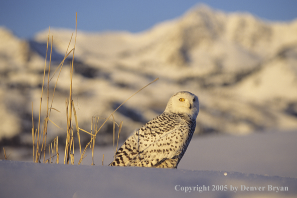 Snowy owl in winter habitat.