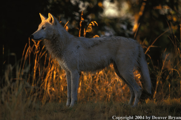 Gray wolf in habitat.