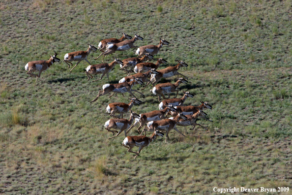 Pronghorned Antelope running in habitat
