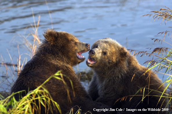 Brown bear in habitat