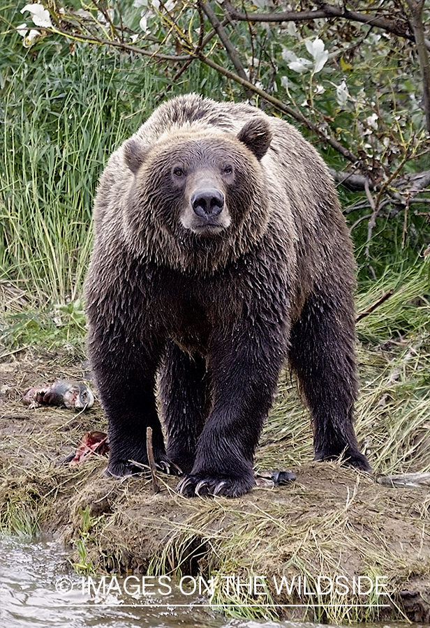 Brown Bear in habitat.
