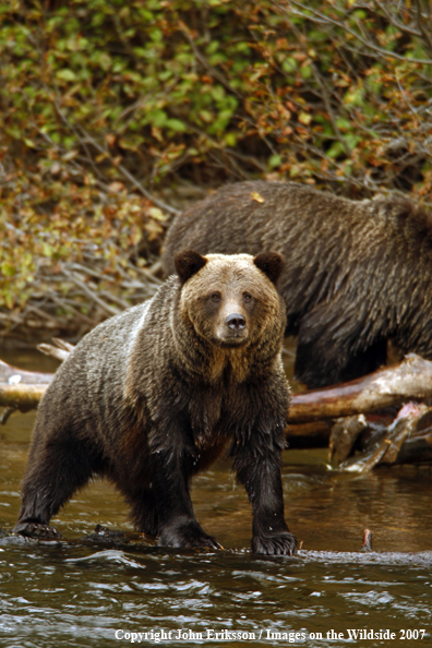 Grizzly bear in habitat
