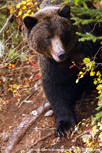 Brown/Grizzly Bear in habitat
