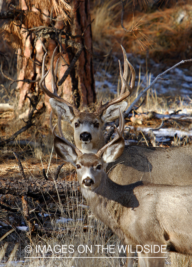 Mule deer 