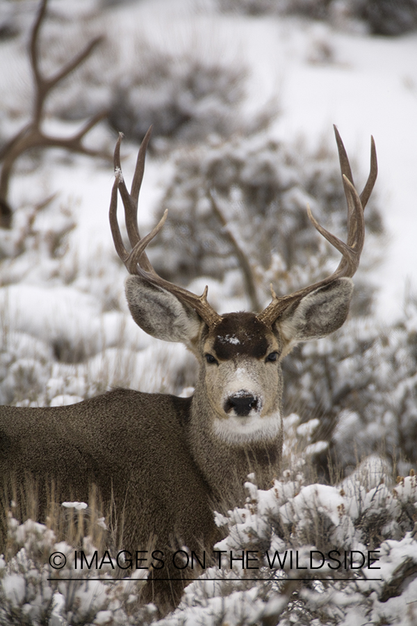 Mule deer 