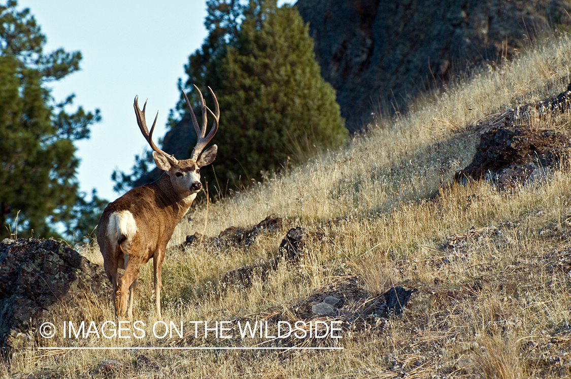 Mule Buck in Field 