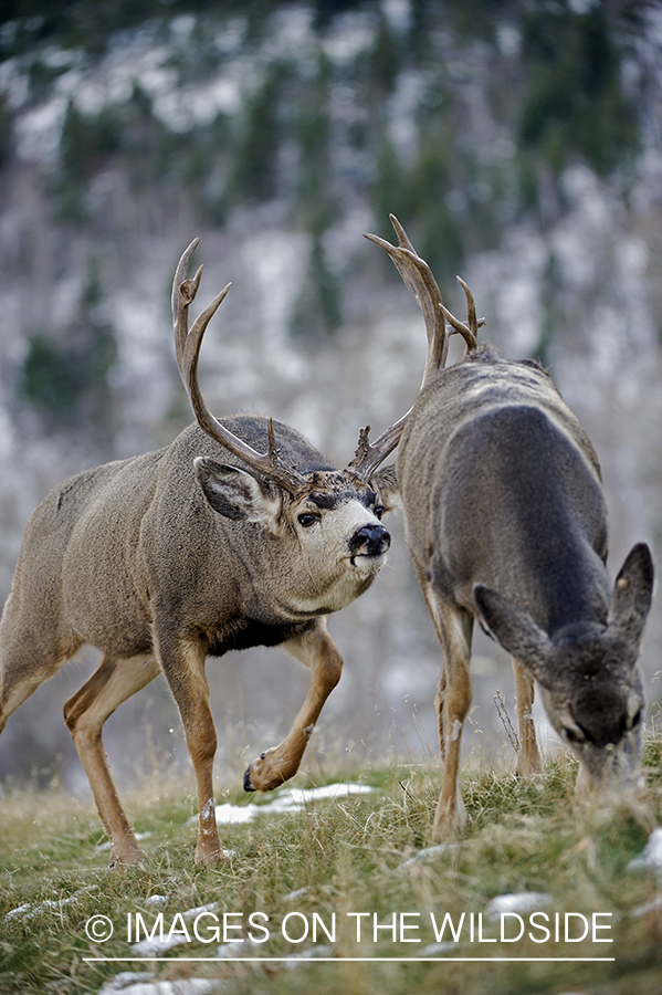 Mule deer pursing doe.