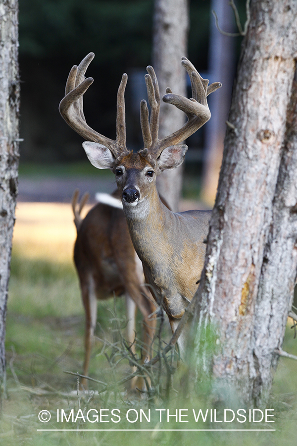 White-tailed deer in velvet