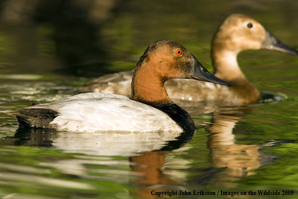 Canvasback drake and hen pair in habitat