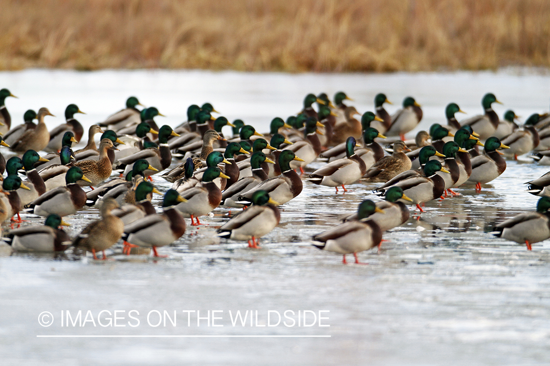 Flock of Mallards in winter habitat.