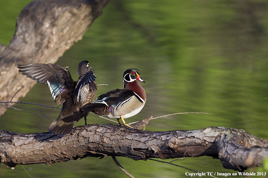 Wood duck pair on log.