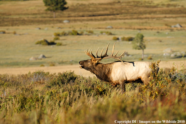 Rocky Mountain Bull Elk