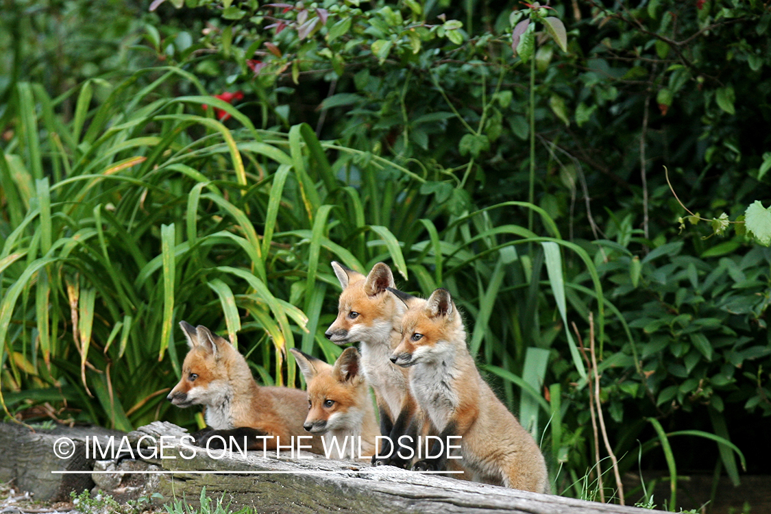 Red Fox pups in habitat.