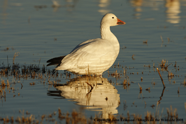 Snow geese in habitat