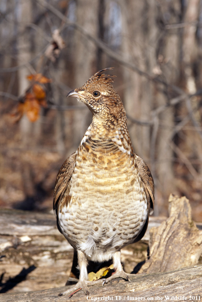 Ruffed Grouse in habitat. 