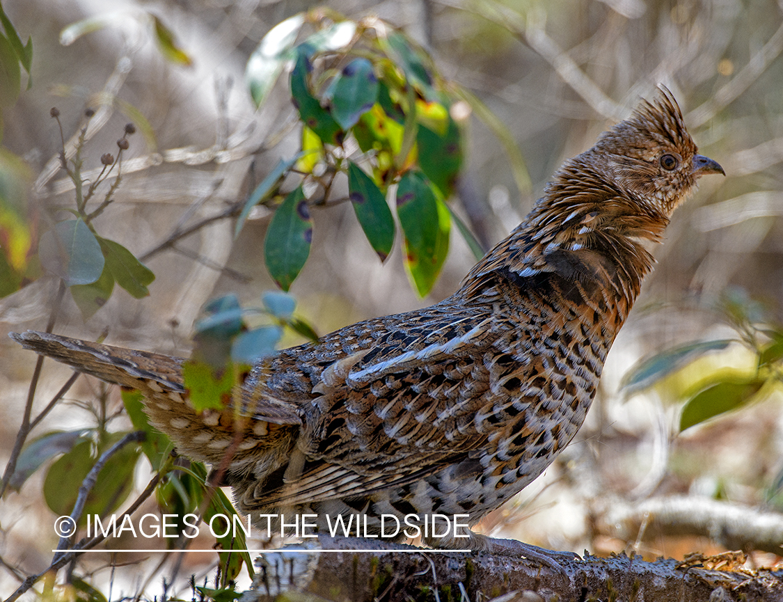Ruffed grouse in habitat.