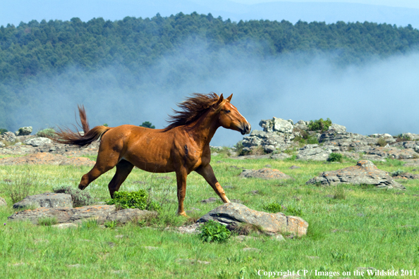 Wild horse running. 