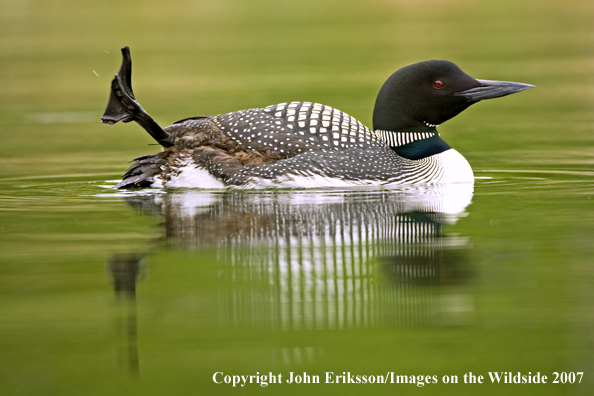 Loon in habitat