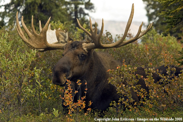 Alaskan Moose in Habitat