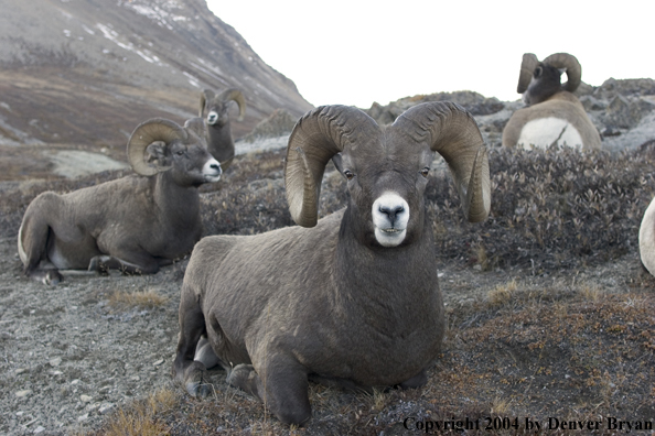 Herd of Rocky Mountain bighorn sheep (rams).