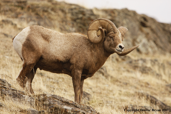 Rocky Mountain Big Horn Sheep
