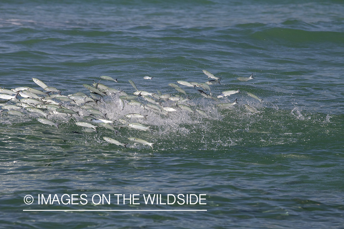 Live bait fish jumping.