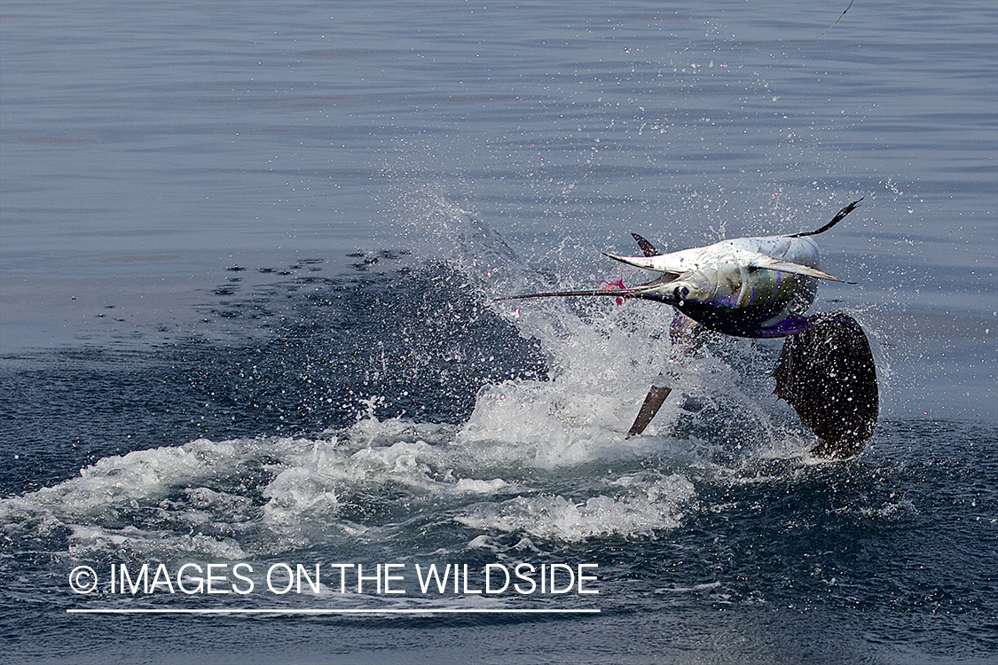 Deep sea fisherman fighting jumping pacific sailfish.
