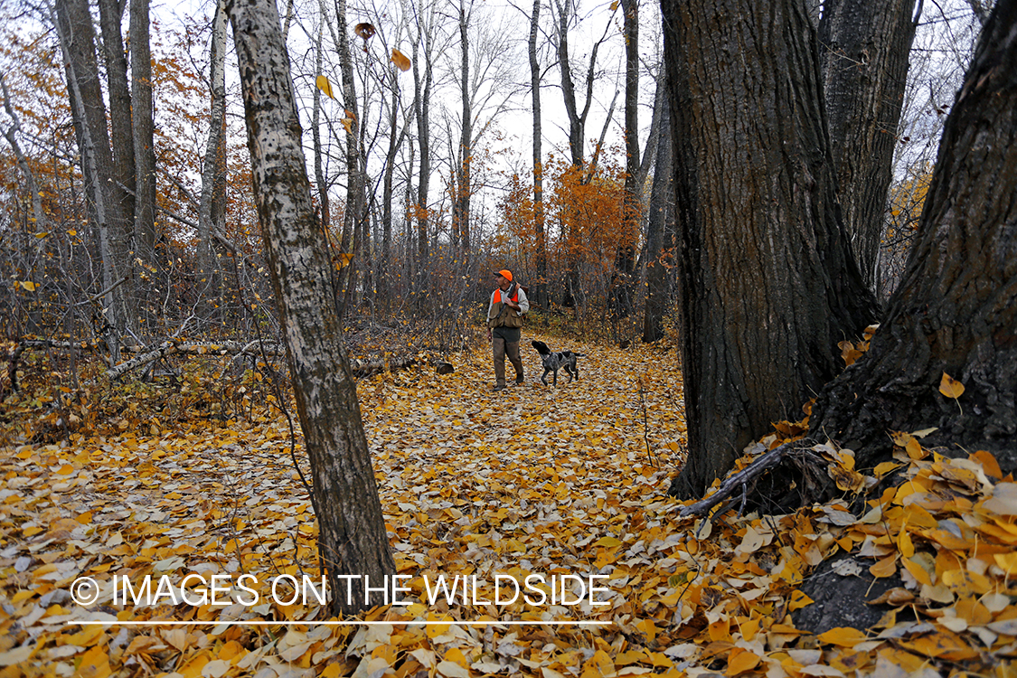 Pheasant hunter in field with Griffon Pointer.
