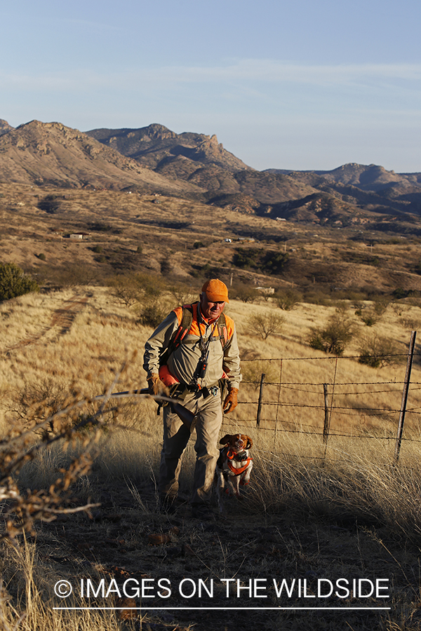 Mearns quail hunting with Brittany Spaniel.