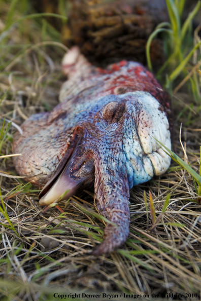 Bagged (Merriam's) Turkey