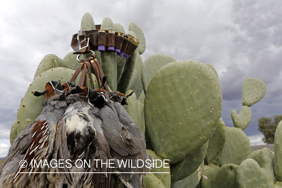 Bagged Gambel's Quails on cactus in Arizona.