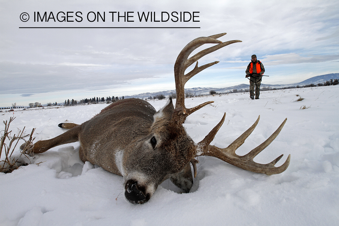 Hunter approaching downed white-tailed deer. 